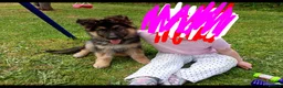 German Shepherd dogs for sale: Diesel 🩶 13 weeks old* in Aberystwyth - Advert 7