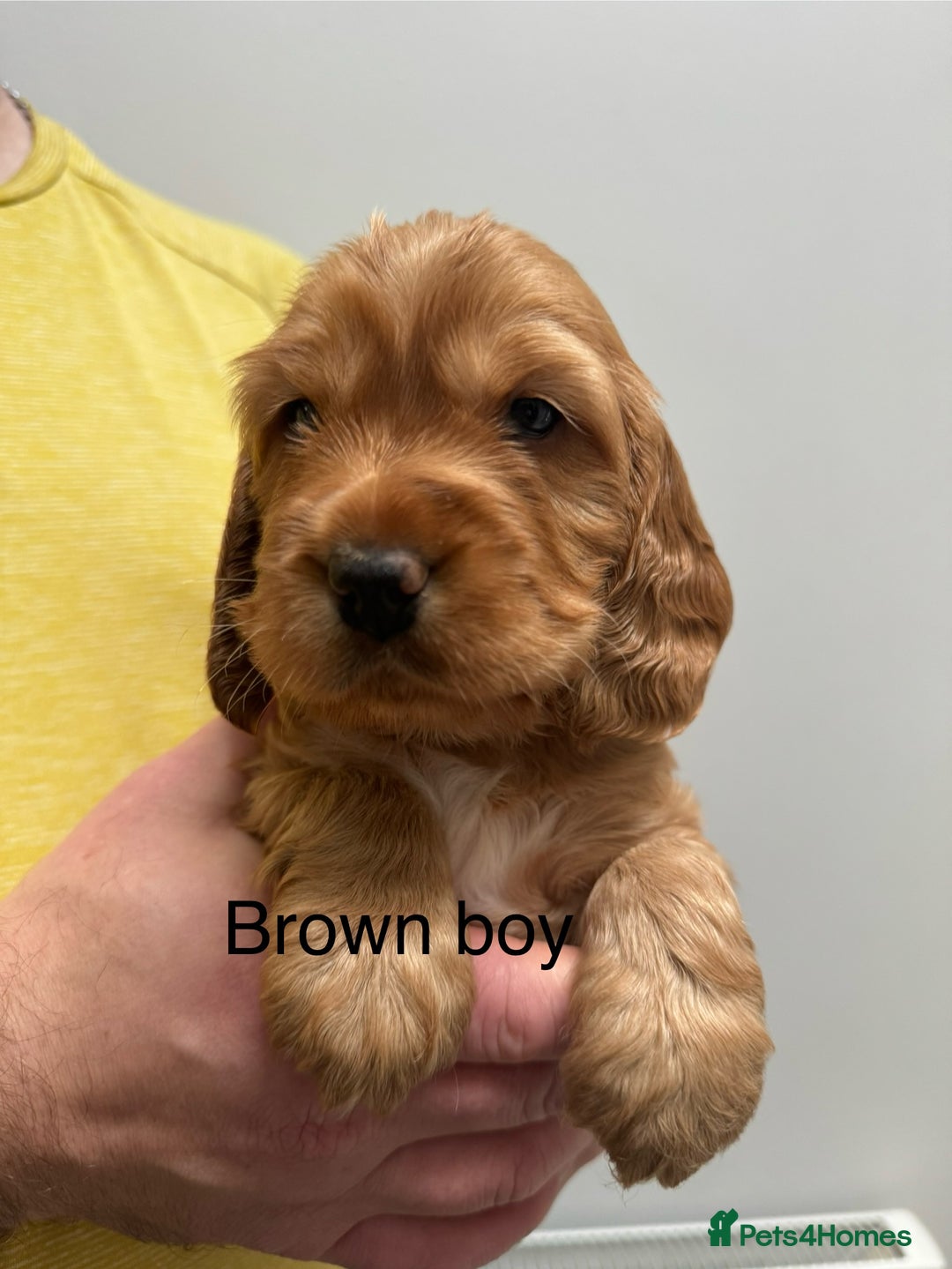 Cocker Spaniel dogs for sale: Show type cocker spaniels - Advert 3