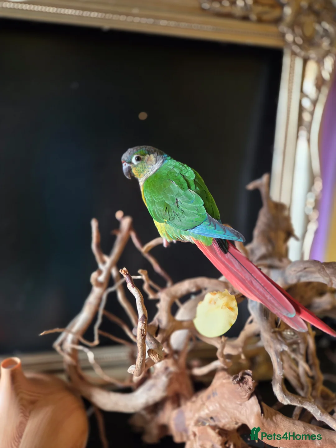Conures birds for sale: Friendly conure - Advert 4