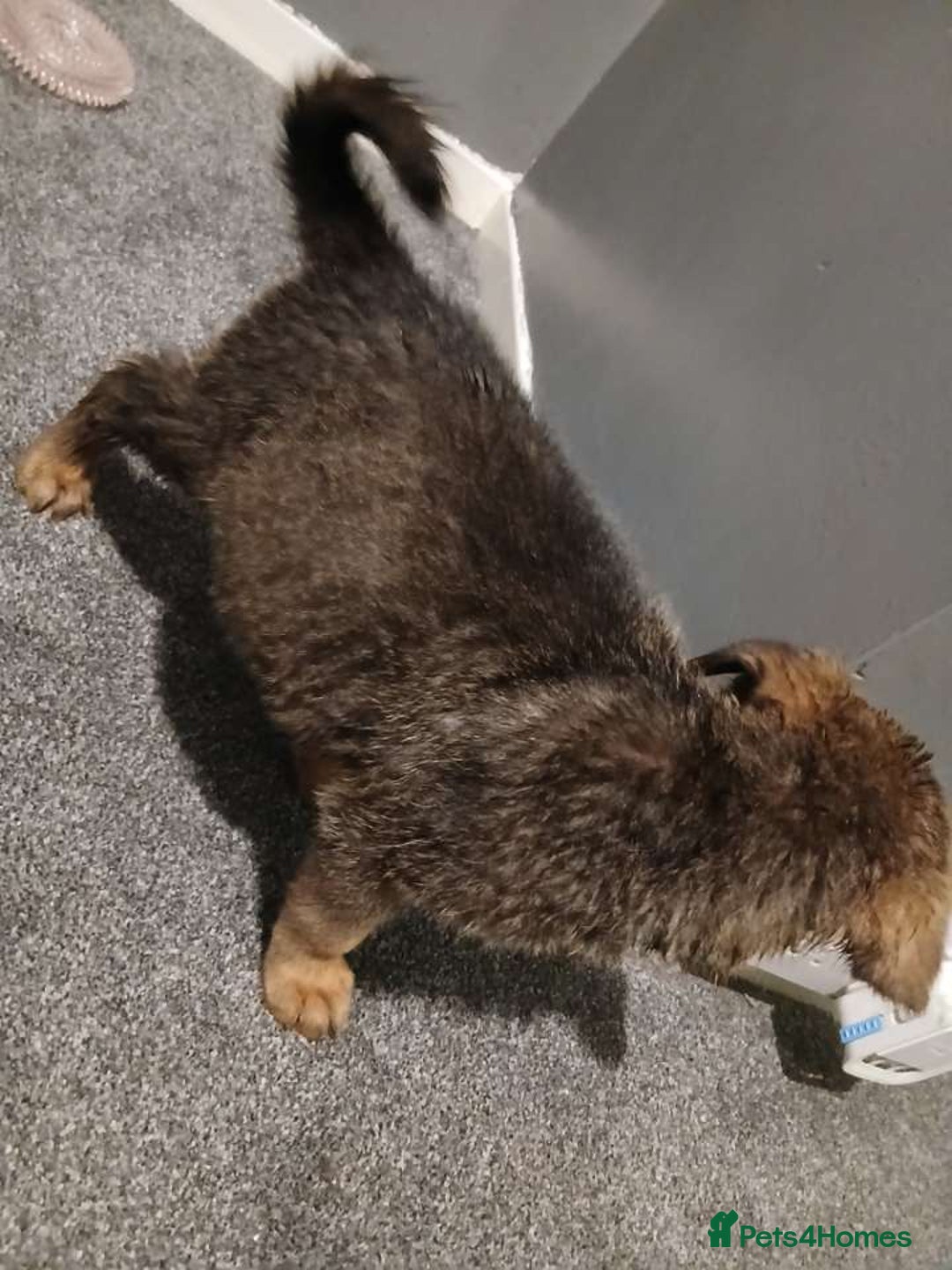 Mixed Breed dogs for sale: German Shepherd x huskita.  - Image 16