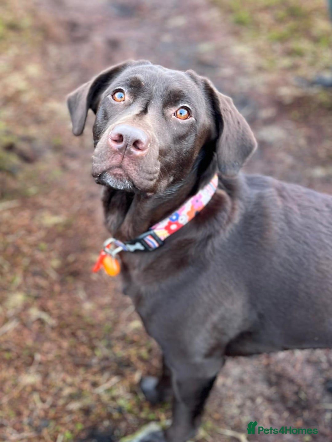 Labrador Retriever dogs for sale: Chocolate Labrador Puppies For Sale - Advert 6