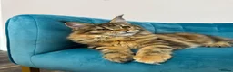 Maine Coon cats for sale: TICA Pedigree Registered Maine Coon Kittens - Advert 25