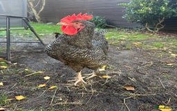 Chickens poultry for sale: For free urgent  - Advert 4