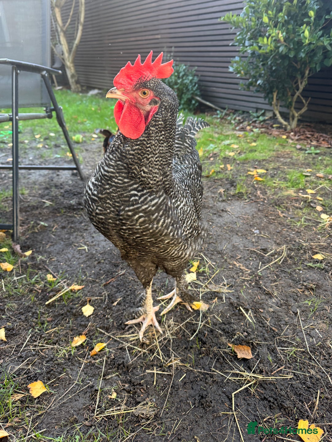 Chickens poultry for sale: For free urgent  - Advert 4