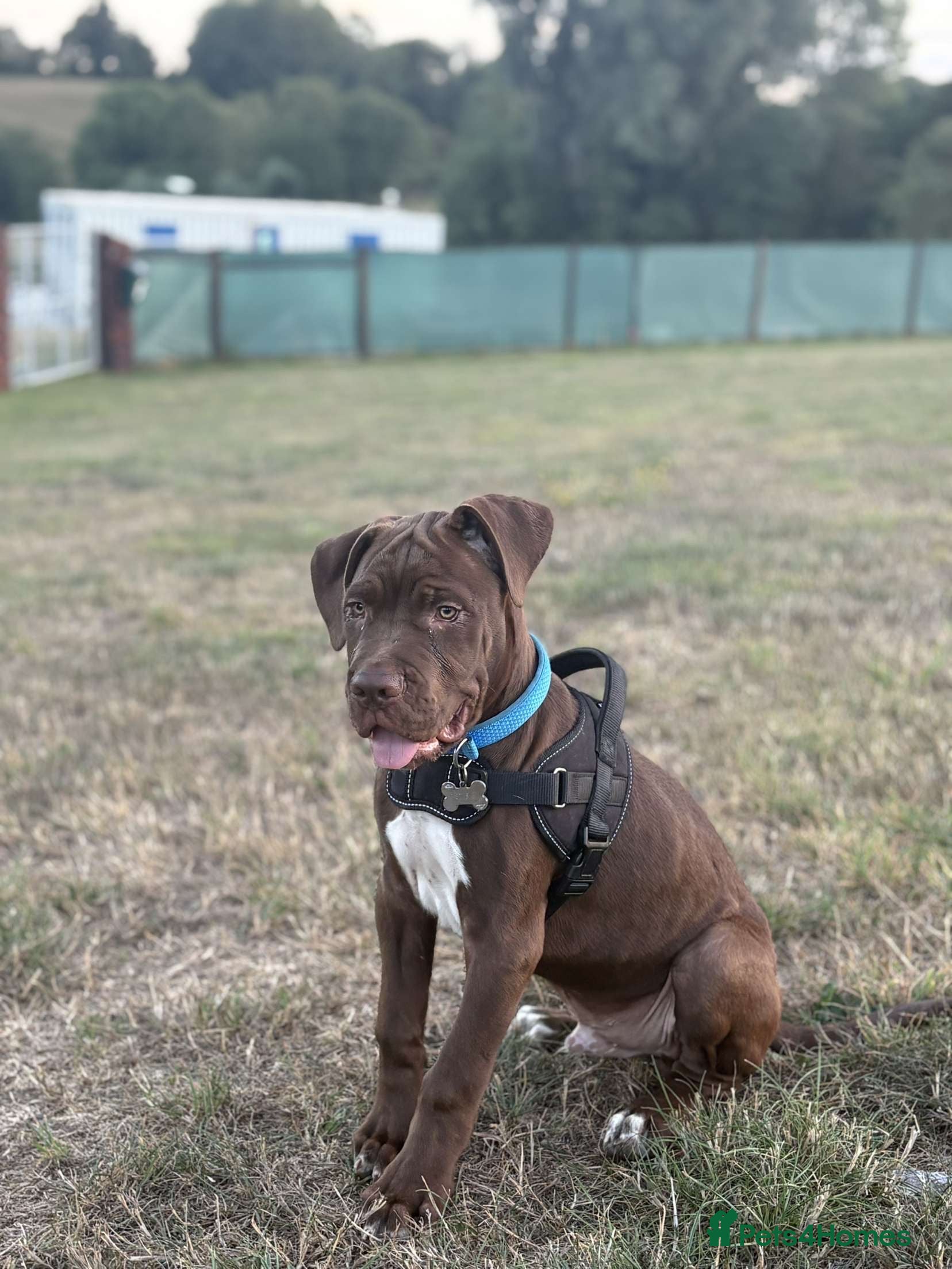 Mixed Breed dogs Chocolate Male cane corso cross labrador - Advert 1
