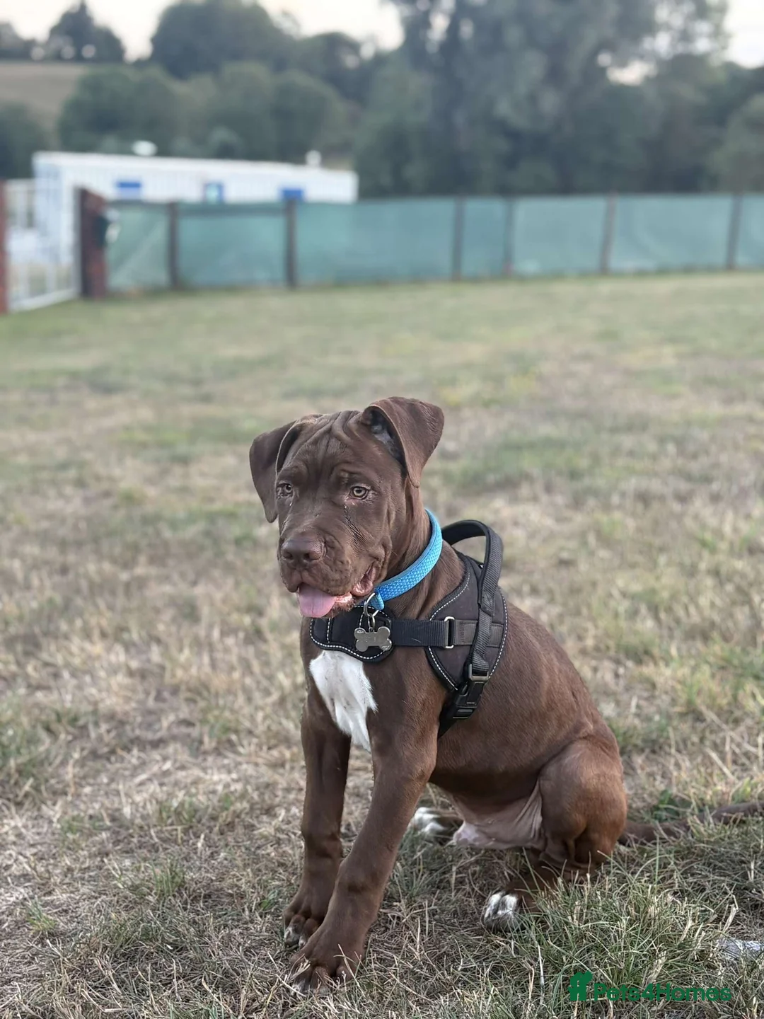 Mixed Breed dogs for sale: Chocolate Male cane corso cross labrador - Advert 1