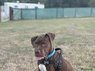 Mixed Breed dogs Chocolate Male cane corso cross labrador - Advert 1