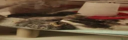 Quail poultry for sale: BUTTON Quails in Southampton - Advert 3