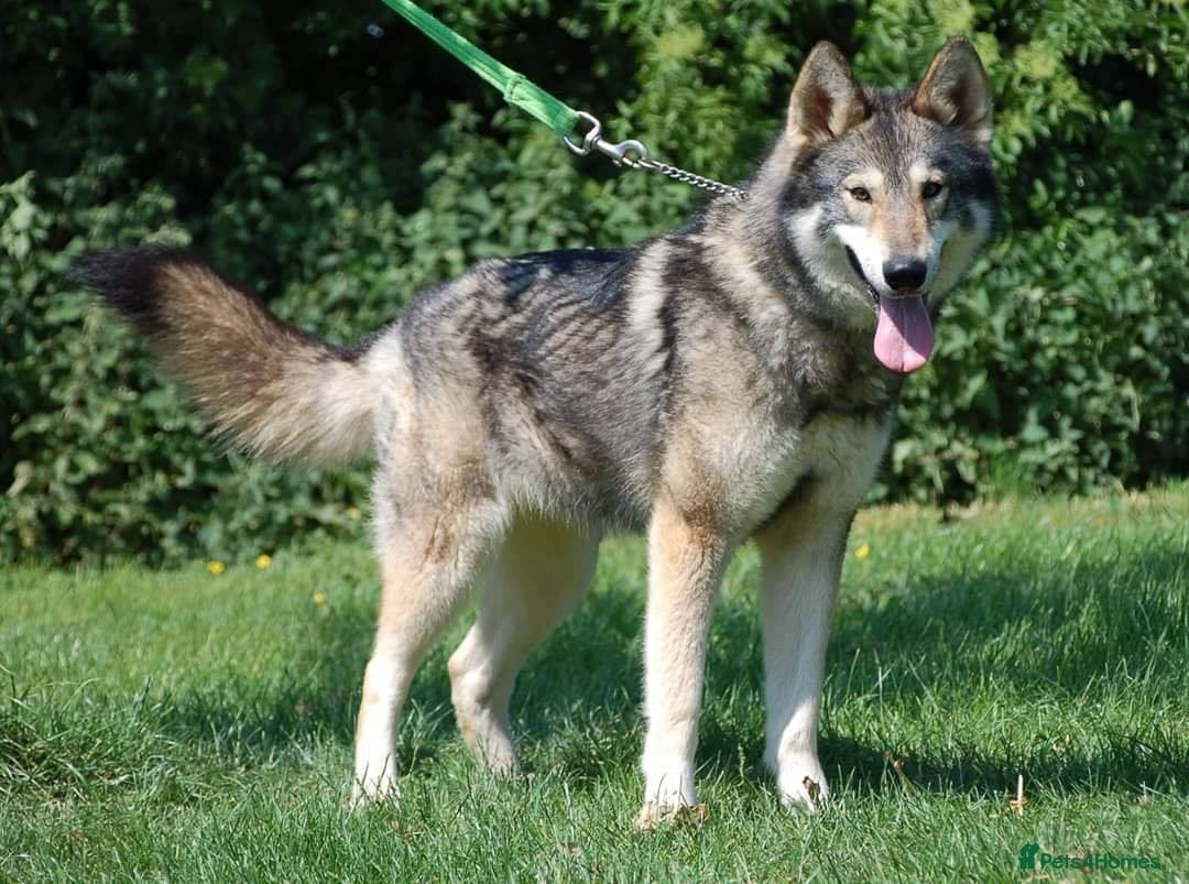 German Shepherd dogs for sale: RARE TAMASKAN PUPS REGISTERED AND EMBARKED - Advert 7