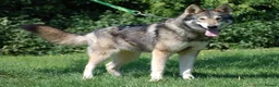 German Shepherd dogs for sale: RARE TAMASKAN PUPS REGISTERED AND EMBARKED - Advert 8