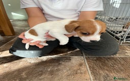 Jack Russell dogs for sale: Stunning little boys and girls - Image 15