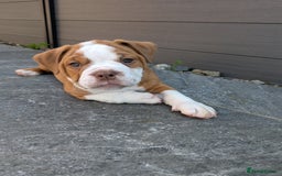 Olde English Bulldogge dogs for sale: READY TO GO, 5 left! - OEB Puppies NEBBR ✅ 3rd Gen - Image 24