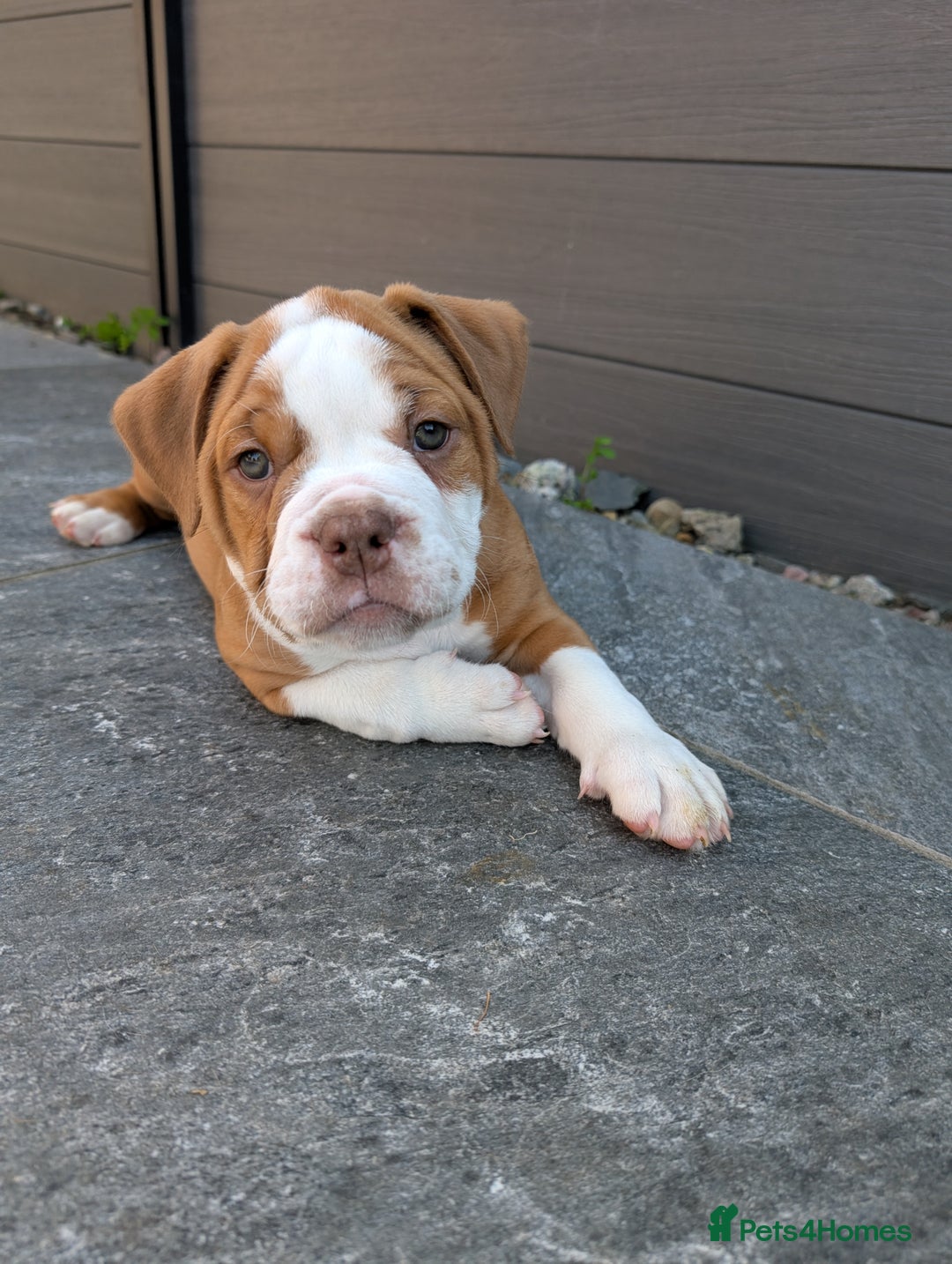Olde English Bulldogge dogs for sale: READY TO GO, 5 left! - OEB Puppies NEBBR ✅ 3rd Gen - Image 24