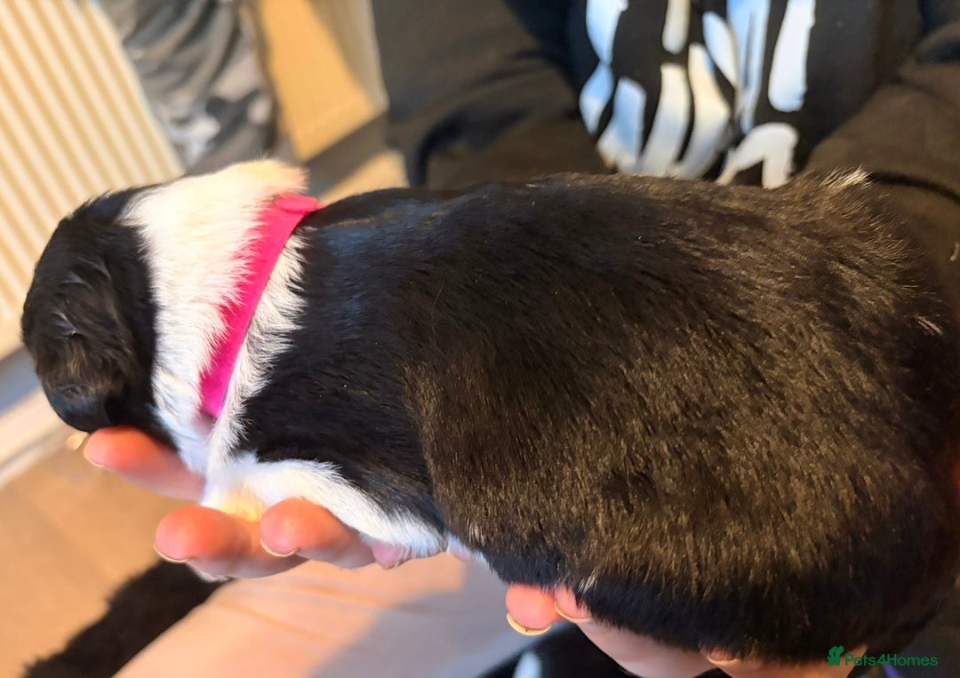 Mixed Breed dogs for sale: Border collie mix pups - Advert 13