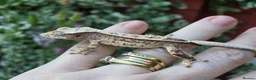 Gecko reptiles for sale: Crested geckos  - Advert 14