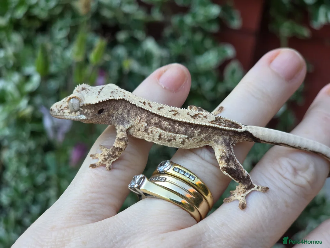 Gecko reptiles for sale: Crested geckos  - Advert 34