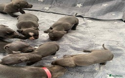 Staffordshire Bull Terrier dogs for sale: Blue Staffordshire bull terrier  - Image 2