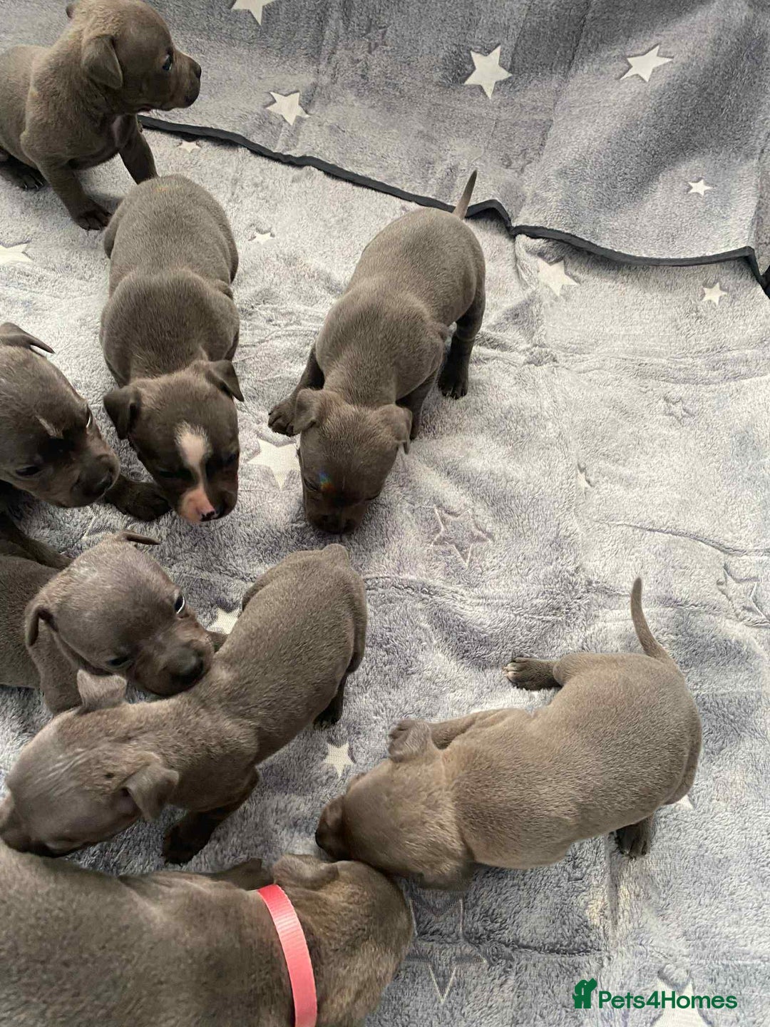 Staffordshire Bull Terrier dogs for sale: Blue Staffordshire bull terrier  - Image 2