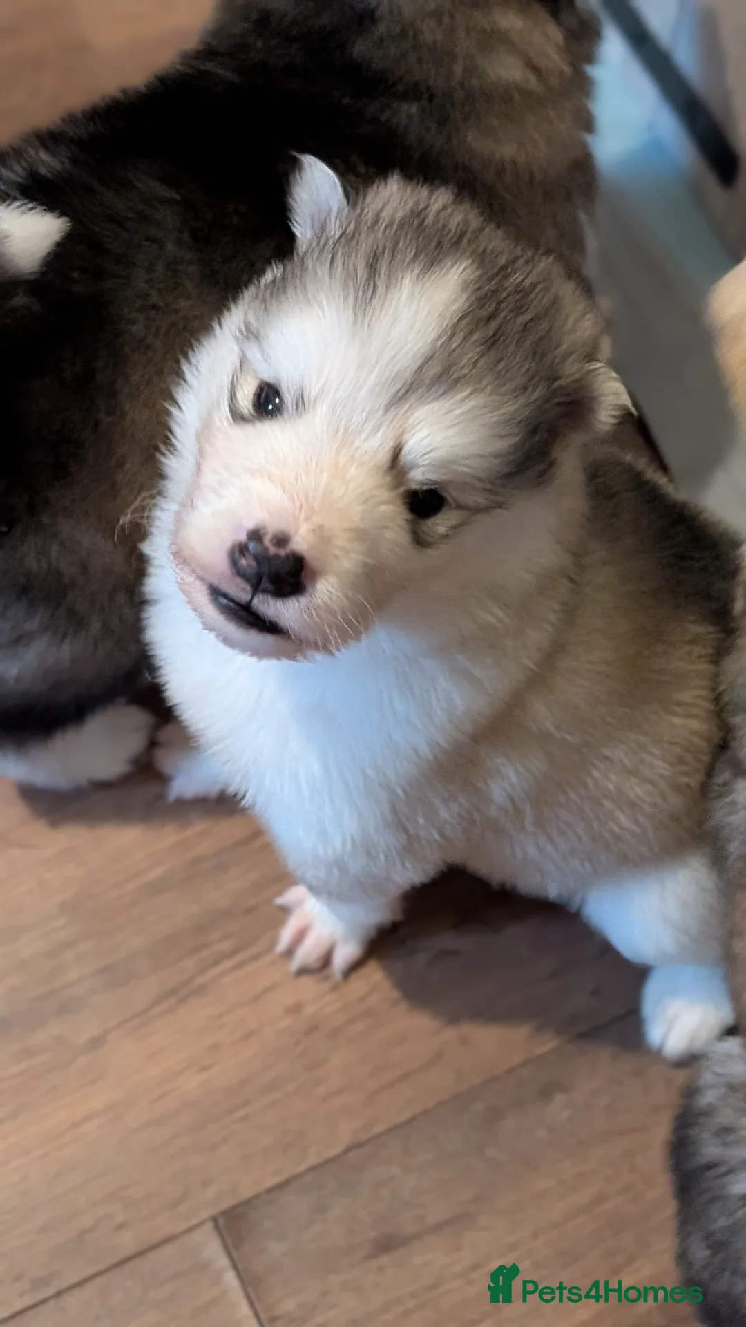 Alaskan Malamute dogs for sale: Boys+one girl left! Long haired Alaskan Malamutes  - Advert 1
