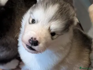 Alaskan Malamute dogs Boys+one girl left! Long haired Alaskan Malamutes - Advert 15