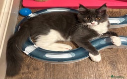 Maine Coon cats for sale: Ready Now - Beautiful Maine Coon Kittens in Nantwich - Image 7