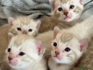 Bengal cats 🏆 Snow Lynx Bengal Kittens, TICA 5th Gen Pedigree - Advert 14