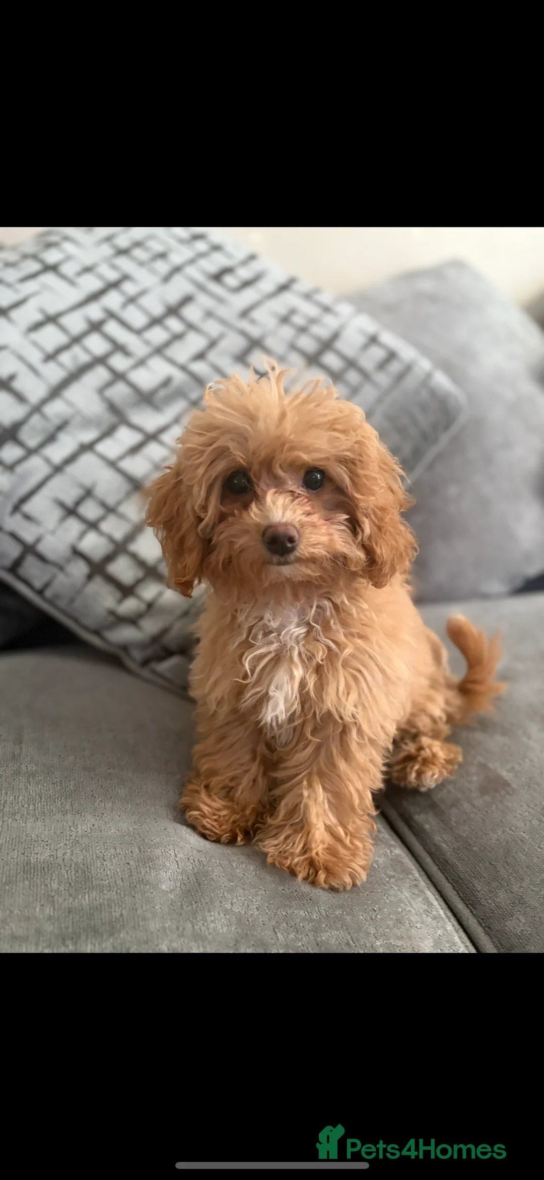 Cavapoo dogs for sale: Mini cavapoo in Clitheroe - Advert 2