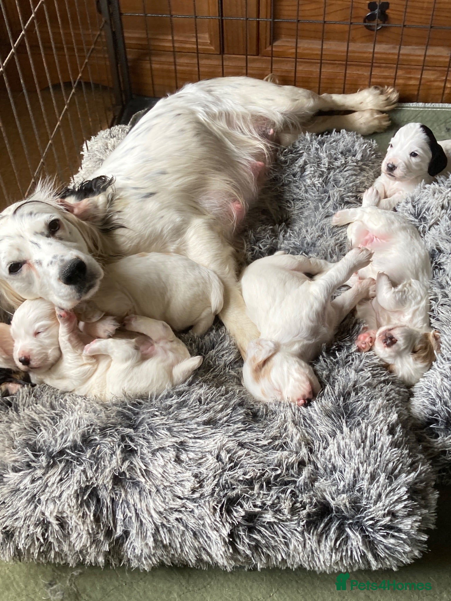 Cocker Spaniel dogs Working Cocker Spaniels, KC Reg & DNA clear - Advert 1