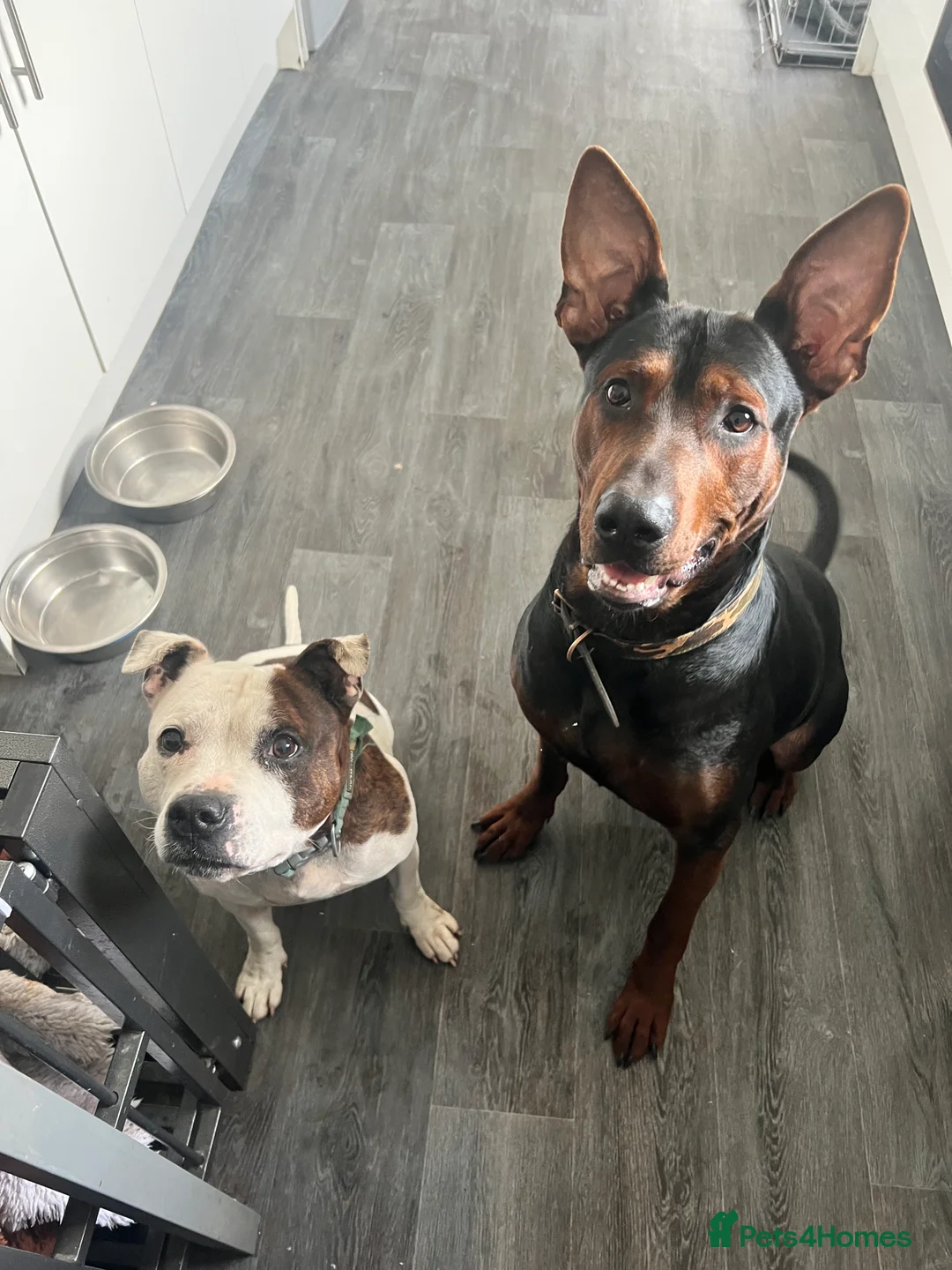 Chinese Red Dog dogs for sale: Rehoming through no fault of his own - Advert 8