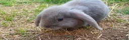 Mini Lop rabbits for sale: Baby mini lop  - Advert 2