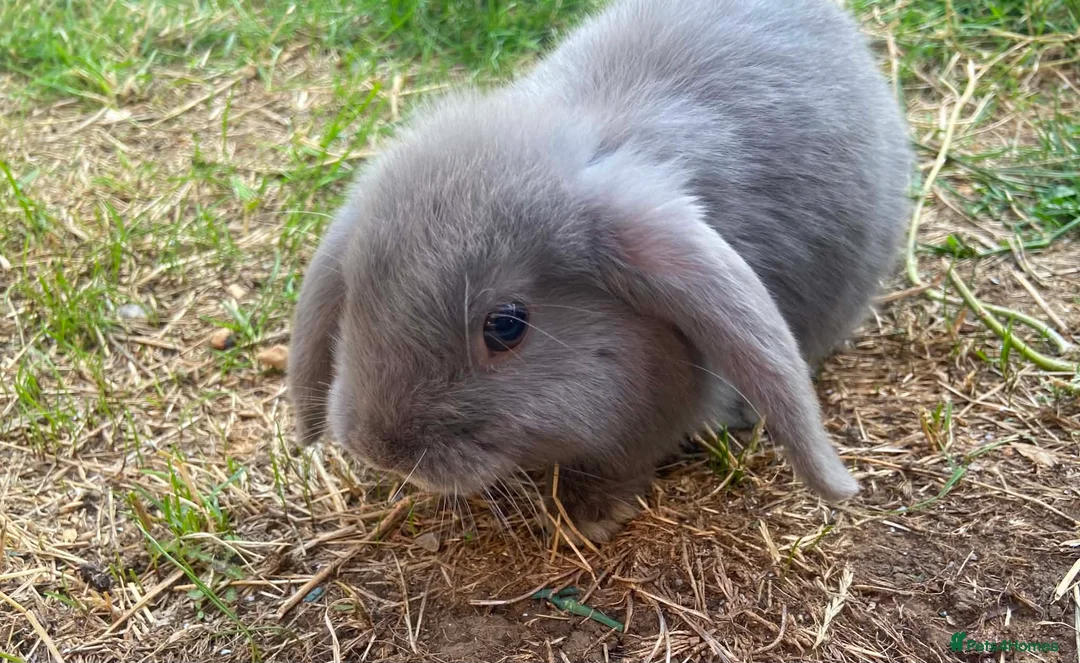 Mini Lop rabbits for sale: Baby mini lop  - Advert 2