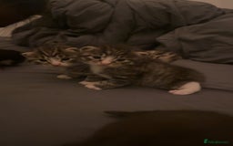Domestic Shorthair cats for sale: 5 Tabby & Tuxedo kittens for sale - Image 18