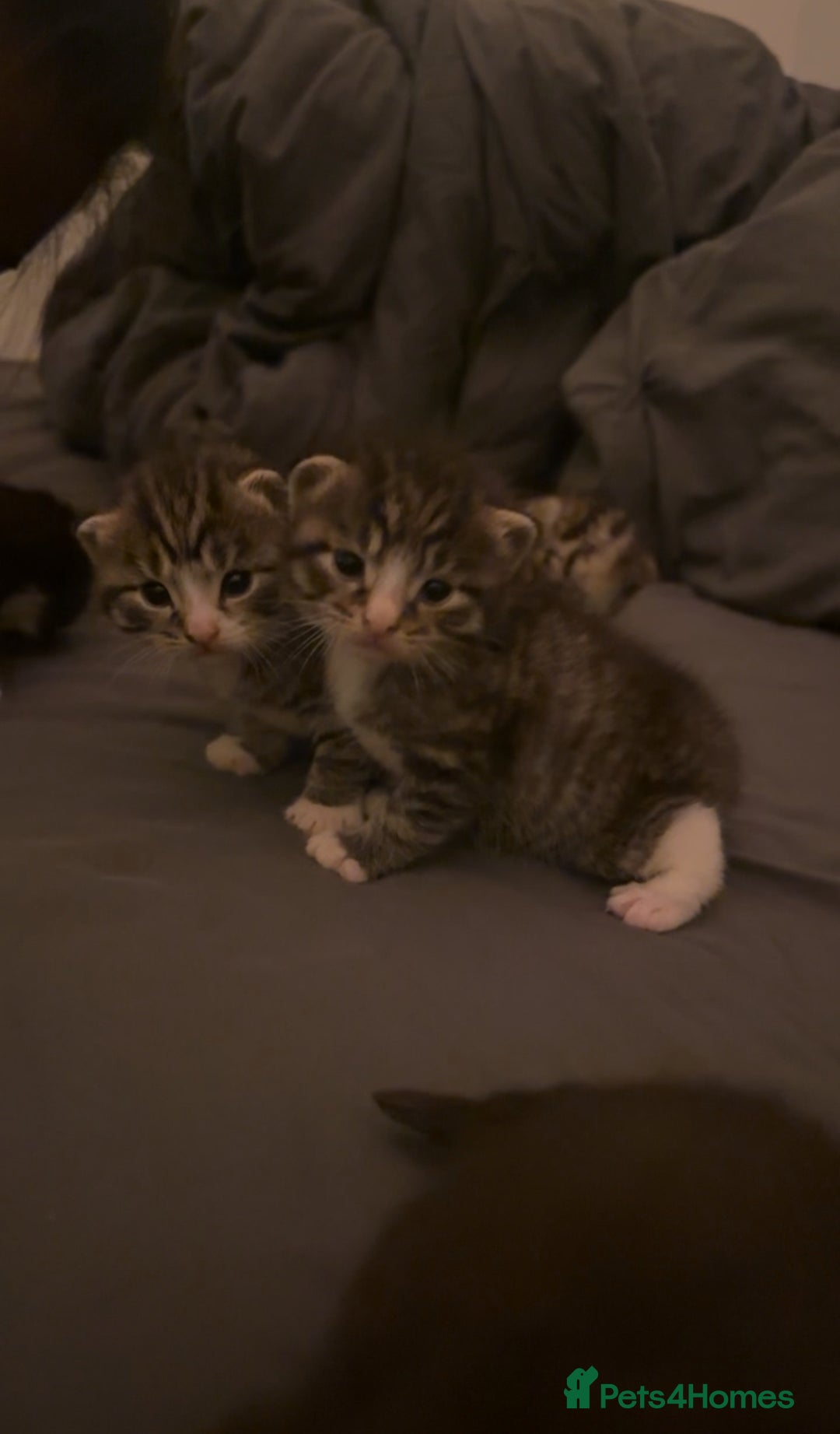 Domestic Shorthair cats for sale: 5 Tabby & Tuxedo kittens for sale - Image 18