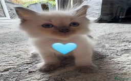 Ragdoll cats for sale: 6 blue point ragdolls for sale 5 boys 1 girl  - Image 9