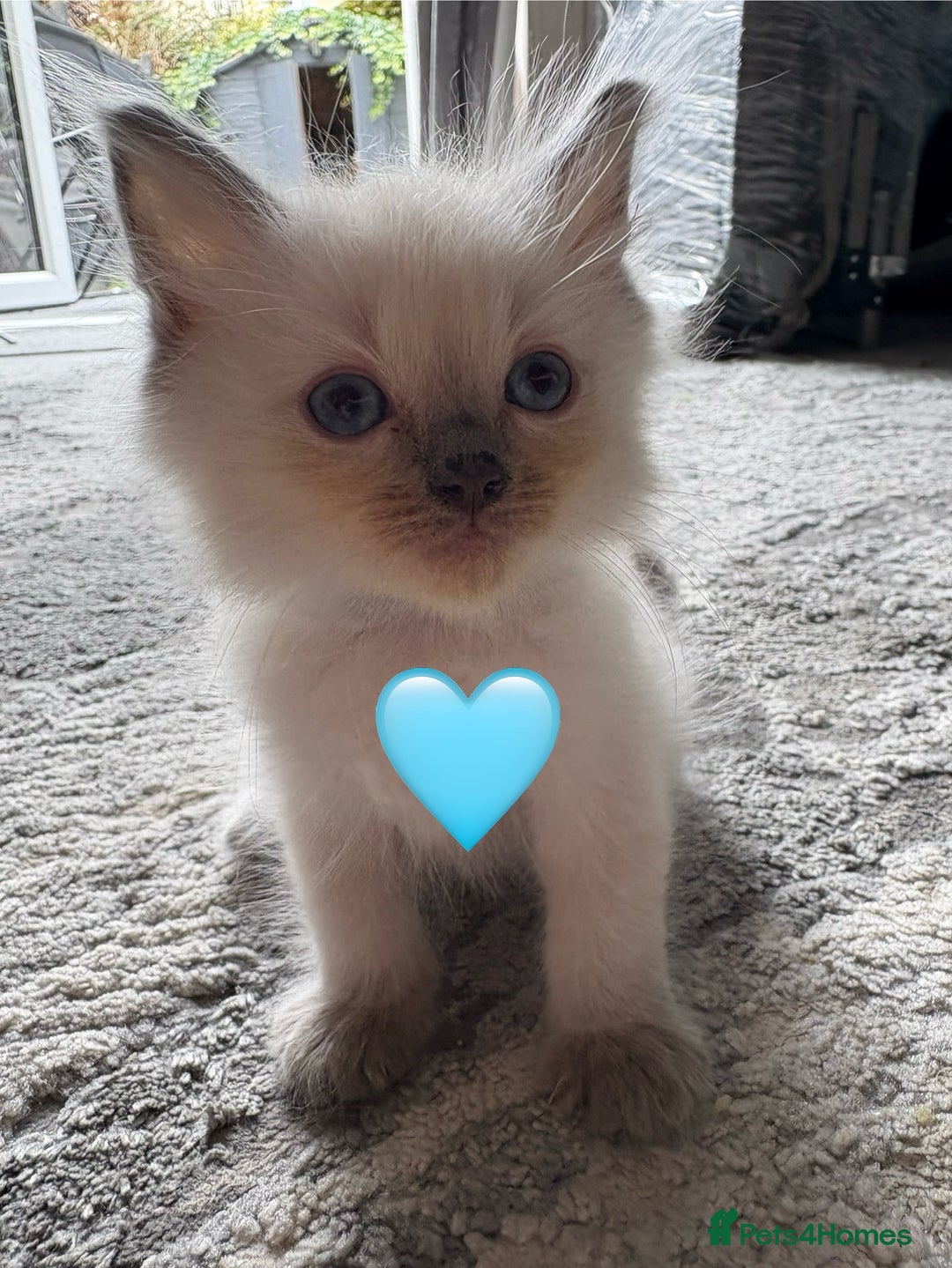 Ragdoll cats for sale: 6 blue point ragdolls for sale 5 boys 1 girl  - Image 9