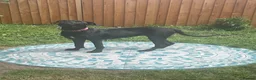 Cane Corso dogs for sale: Panther  - Advert 4