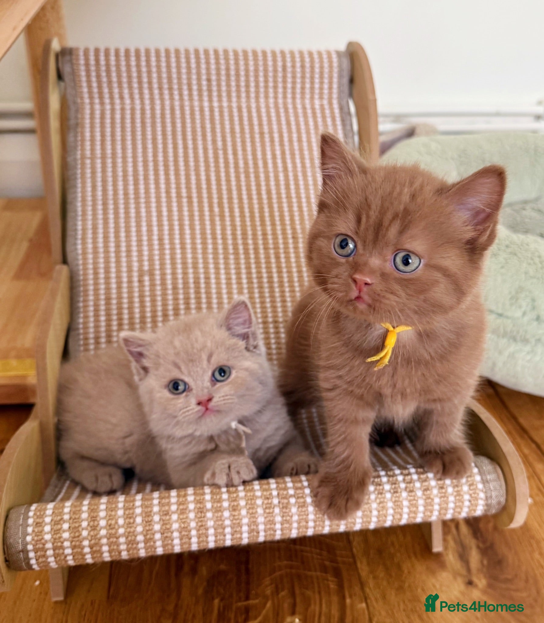 British Shorthair cats 🐾 Beautiful Cinnamon British Shorthair Kittens 🐾 - Advert 18