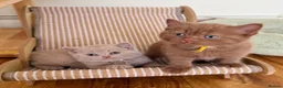 British Shorthair cats for sale: Last beautiful Cinnamon BSH Kitten left!! 🐾 - Advert 3