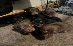Mixed Breed dogs for sale: Dachshund crosss border collie - Image 4