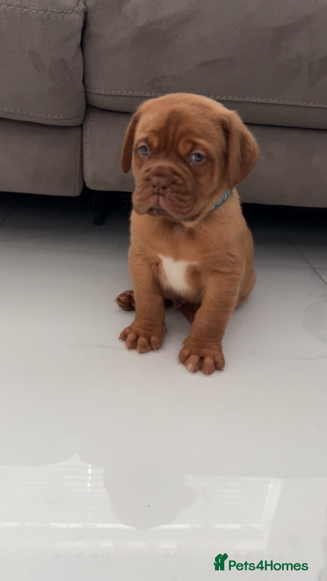 Dogue De Bordeaux dogs for sale: Chunky kc registered dogue de Bordeaux puppies - Advert 1