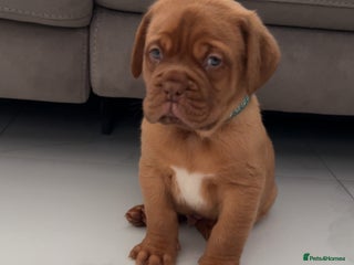Dogue De Bordeaux dogs Chunky kc registered dogue de Bordeaux puppies - Advert 17