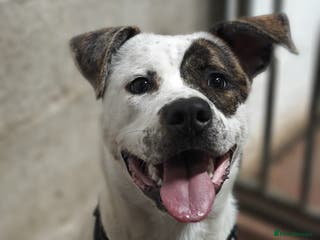 Mixed Breed dogs Maggie Mabel - Advert 1