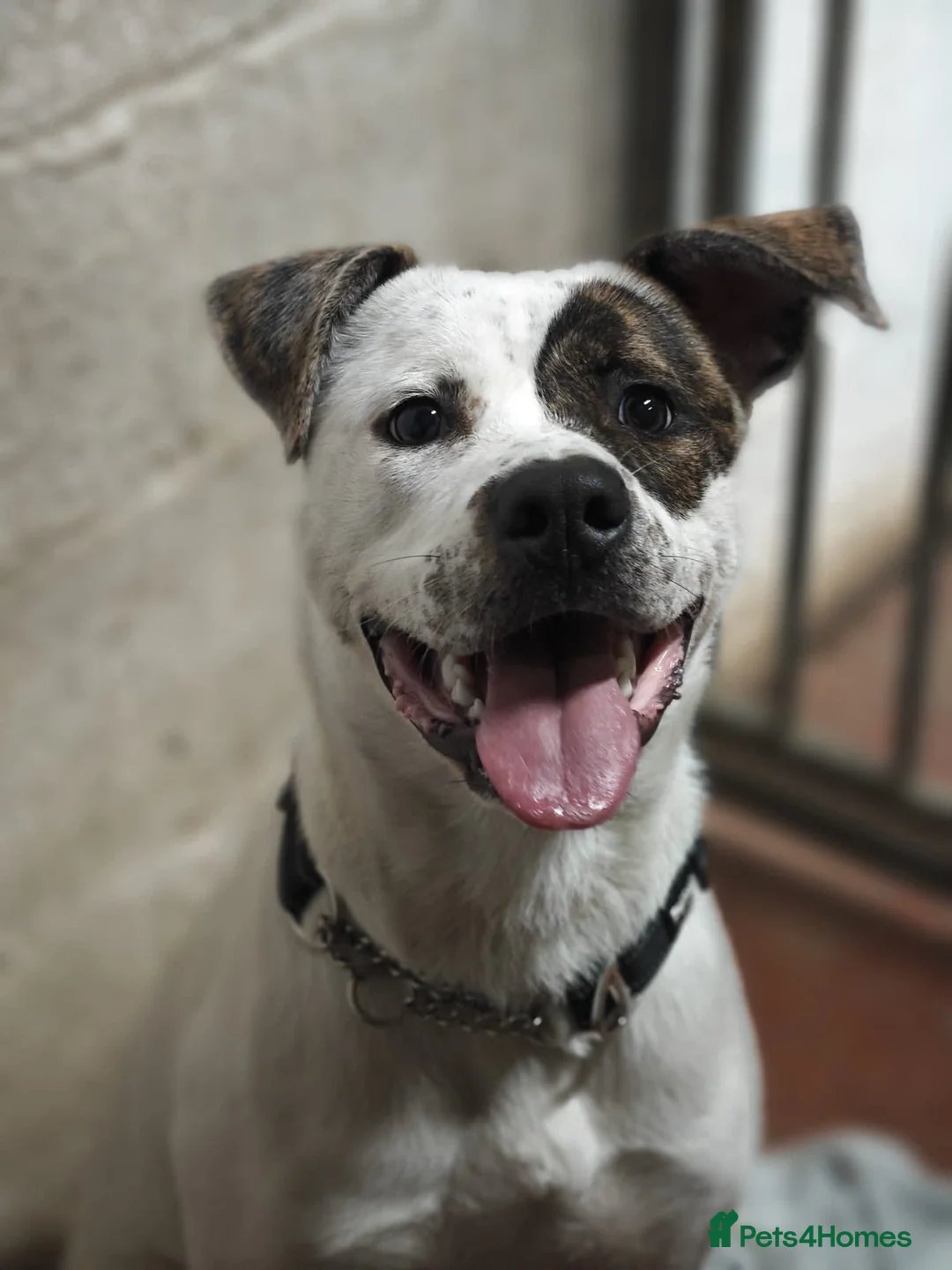 Mixed Breed dogs for adoption: Maggie Mabel - Advert 1