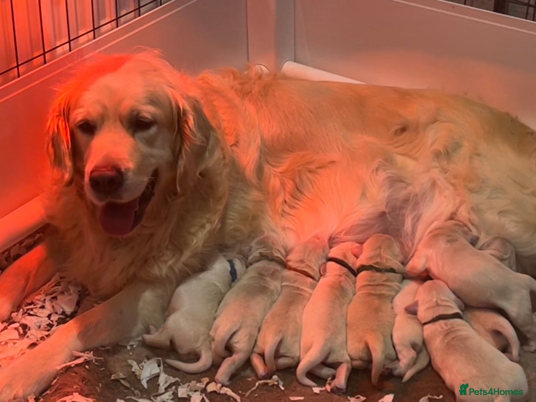 Golden Retriever dogs for sale: KC REG CREAM PUPS HEALTH TESTED PARENTS  - Advert 11