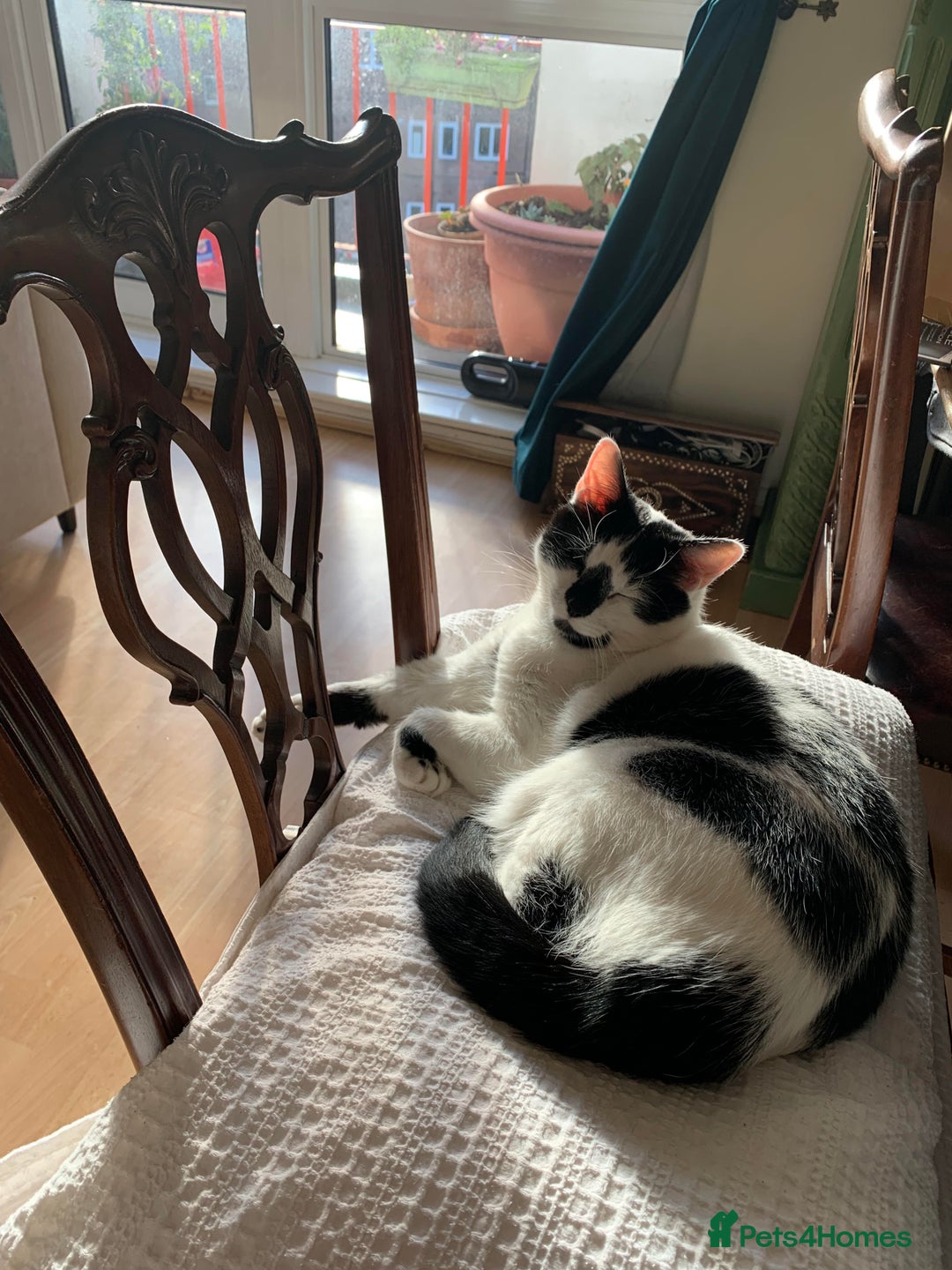 Domestic Shorthair cats for sale: Please help rehome Gary my ten your old pal. - Image 4