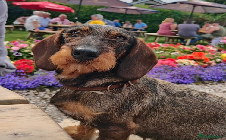 Dachshund dogs - Advert 1