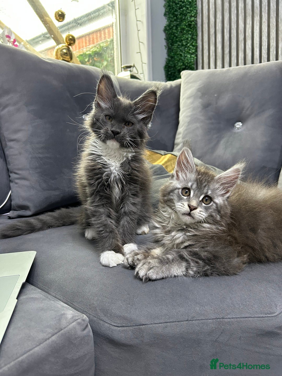 Maine Coon cats for sale: Maine Coon kitten  - Image 5