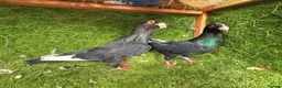 Pigeons birds for sale: Beautiful, Vaccinated & Friendly Pigeons - Advert 21