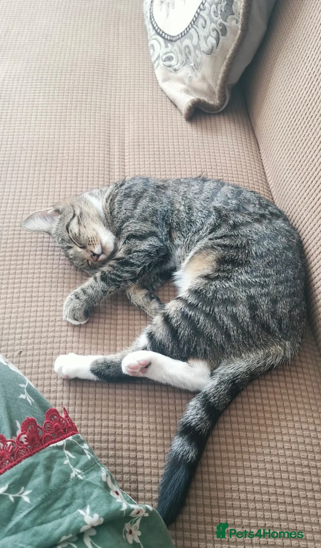 Domestic Shorthair cats for sale: Grey/silver tabby kitten in London - Advert 2