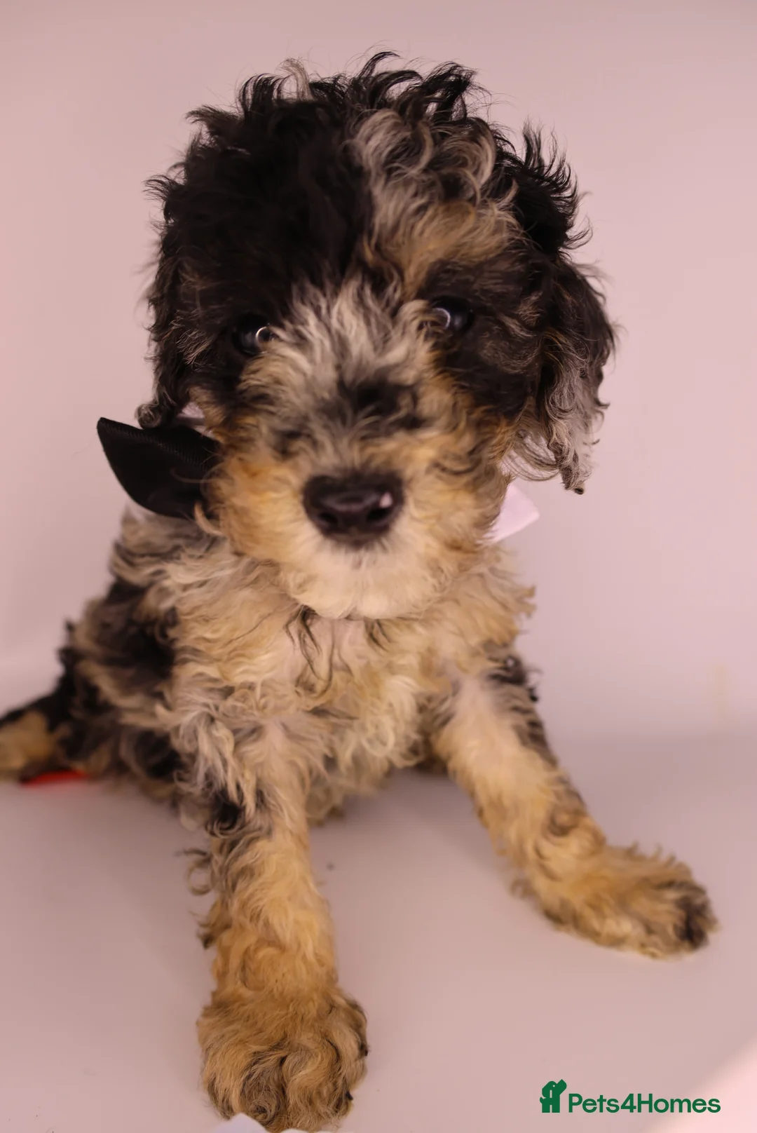 Cockapoo dogs for sale: Cute Miniature Cockapoo Babies - Advert 31